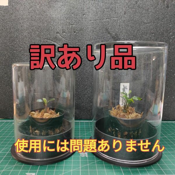 【植物／水草】2個セット　インテリアガラスケース　小