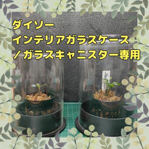 【植物／水草】ダイソー　インテリアガラスケース大