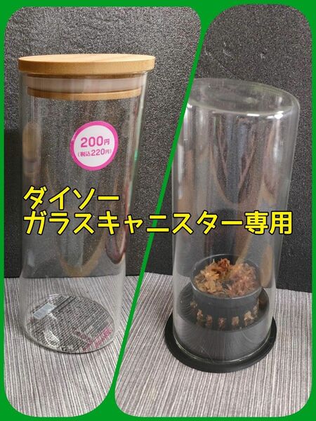 【植物／水草】ダイソーガラスキャニスター専用