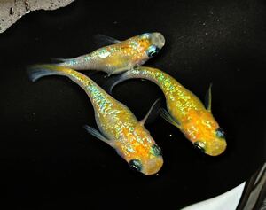 『VICTORY FISH』☆極上夜桜ダルマ・半ダルマ☆ トリオ！爆産セット　現物出品　筑紫メダカ様血統！メダカ　ハイビスカス　ミッドナイト