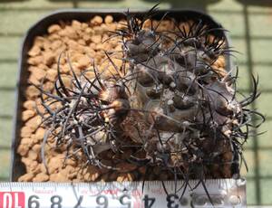 Copiapoa griseoviolacea　グリセオビオラセア　実生 群生多頭　栗星玉