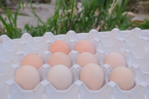  tent tent bird have . egg meal for 23 piece ( Monday shipping )