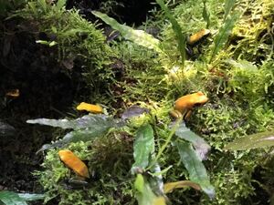 ビコロールフキヤガエル　Phyllobates bicolor 2匹