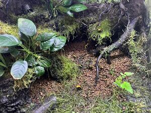 biko roll fkiyaga L Phyllobates bicolor 2 pcs 