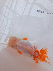 [2024 another prefecture hot spring golgfish shop 5-36 on 2 -years old fish ] golgfish super excellent ..2 -years old fish female (14.5cm)
