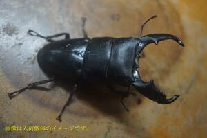 ☆新着WILDボルネオ便☆マレーヒラタクワガタ　成虫ペア　♂85㍉UP×♀FREE（品番：①）