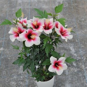 ★TO★花芽付き★ハイビスカス ‘フィジアンホワイト’ Hibiscus ‘Fijian White’ 3号ポット 挿し木苗 現品 80サイズの画像2