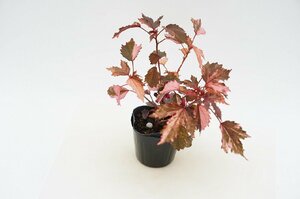 *TO*. kind shiso AOI black King. beautiful . entering Hibiscus acetocella 'Black King Variegata*. leaf 3 number pot seedling 60 size 