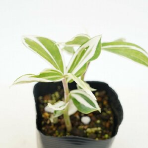 ★TO★斑入福神草 フクジンソウ Cheilocostus speciosus オオホザキアヤメ クレープジンジャー 3.5号 挿木苗 現品 60サイズの画像5