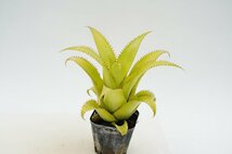 ★TO★小形で人気のタンクブロメリア　ネオレゲリア・ムーレアナ　 Neoregelia mooreana　観葉植物　3号ポット苗　現品　60サイズ_画像1