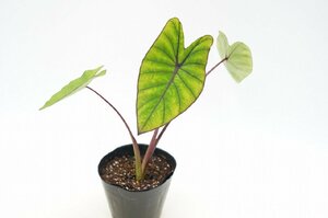 ★TO★タロイモの新しい品種 コロカシア　ブルーハワイ　Colocasia ‘Blue Hawaii' カラーリーフ サトイモ 耐寒性　4号苗　現品　80サイズ