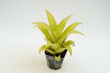 ★TO★小形で人気のタンクブロメリア　ネオレゲリア・ムーレアナ　 Neoregelia mooreana　観葉植物　3号ポット苗　現品　60サイズ_画像7