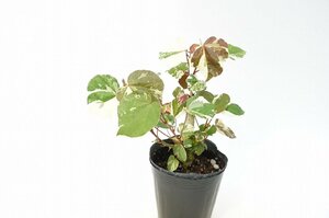 ★TO★佳子様のお印の植物　斑入りユウナ　ユーナ　Hibiscus tiliaceus 'Variegatus'　フイリオオハマボウ　観葉　3.5号苗 現品 80サイズ