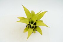 ★TO★小形で人気のタンクブロメリア　ネオレゲリア・ムーレアナ　 Neoregelia mooreana　観葉植物　3号ポット苗　現品　60サイズ_画像2