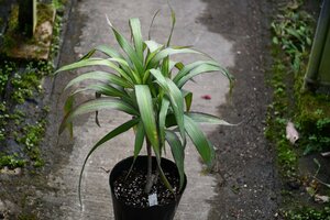 240557☆AO☆ハワイのドラセナ ハワイ産　Dracaena 'Waikiki' 100サイズ