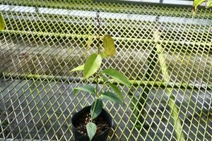 240542☆AO☆サクラランの仲間 香りの良い花が魅力　オドラタ　Hoya odorata 80サイズ