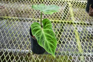 240531☆AO☆フィロデンドロン・ウェルコスム Philodendron verrucosum 60サイズ