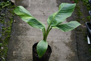 240558☆AO☆珍種 アケビバナナの斑入り　ピンクバナナ　　Musa velutina Variegated 100サイズ