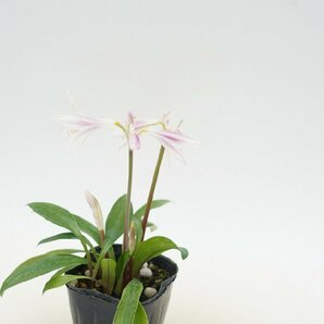 ★TO★開花中・花芽付き★Zephyranthes (Eithea) blumenavia ゼフィランサス エイテア ミニアマリリス 3号ポット苗 現品 60サイズの画像2