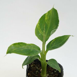 ★TO★今年も出た斑入りのドワーフモンキーバナナ Musa cv.(dwarf monkey banana) 4.5号ポット苗  熱帯果樹 現品 60サイズの画像3