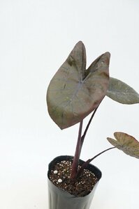 ★TO★タロの黒色品種　Colocasia esculenta 'Diamond Head'　ダイヤモンドヘッド 　カラーリーフ　耐寒性　4号ポット　80サイズ