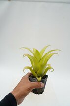 ★TO★小形で人気のタンクブロメリア　ネオレゲリア・ムーレアナ　 Neoregelia mooreana　観葉植物　3号ポット苗　現品　60サイズ_画像8