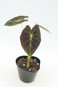 ★TO★インペリアルタロとも呼ばれるコロカシア　イラストリス　Colocasia esculenta ‘Illustris'　耐寒性あり　3号ポット苗　80サイズ