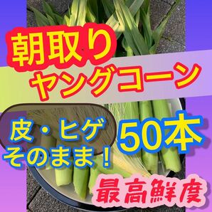 50本　ヤングコーン　ベビーコーン　きみひめ　農家　野菜　とうもろこし