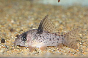 [Corydoras Serpa Breed 2 шт., размер 3,5 см ±]