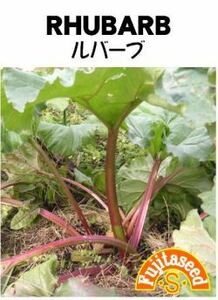 ＜野菜の種＞ルバーブ　3ｍｌ　約３０粒　酸っぱい野菜　珍しい　タネ　４種郵便で発送