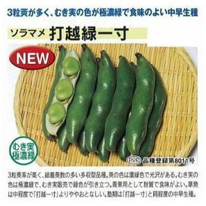 ＜野菜の種＞１２粒　そらまめ　打越緑一寸ソラマメ　鮮やかなグリーン 空豆　４種郵便にて発送