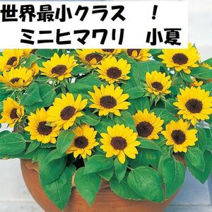 【花の種】ミニひまわり　小夏　３０粒　世界最小クラス　４種郵便にて発送　向日葵のたね