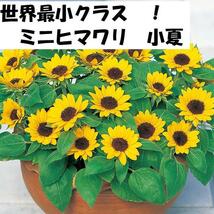 【花の種】ミニひまわり　小夏　３０粒　世界最小クラス　４種郵便にて発送　向日葵のたね_画像1