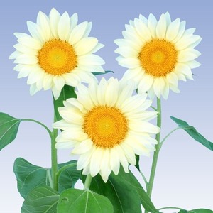 【花の種】珍しい白いヒマワリ　ひまわり　ホワイトムーン　３０粒　花びらが白系　４種郵便のみ送料無料