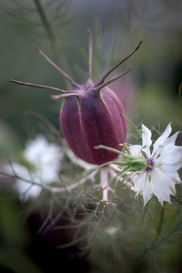 【花の種】ニゲラ　アルビオン　ブラックポッド　０．５ｍｌ　約100粒　レア品種　ドライフラワーに最適