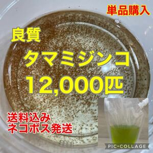 送料無料　良質　タマミジンコ　12,000匹　生き餌　加温メダカ　金魚　らんちゅう　産卵促進　色揚げに　栄養満点　育成スピードUPに