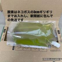 送料無料　良質　タマミジンコ　12,000匹　生き餌　加温メダカ　金魚　らんちゅう　産卵促進　色揚げに　栄養満点　育成スピードUP_画像4