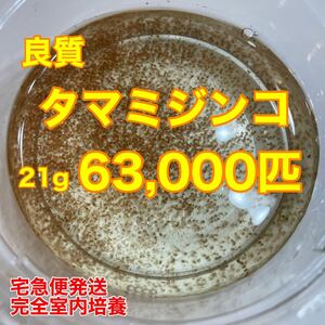 送料無料　良質　タマミジンコ　63,000匹　生き餌　加温メダカ　金魚　らんちゅう　産卵促進　色揚げに　栄養満点　育成スピードUP