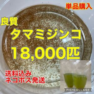 送料無料　良質　タマミジンコ　18,000匹　生き餌　加温メダカ　金魚　らんちゅう　産卵促進　色揚げに　栄養満点　育成スピードUP