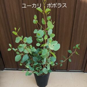 ユーカリ　ポポラス　鉢植え　苗　苗木　株立ち　可愛い ポリアンセモス ボリューム樹形