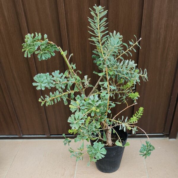 バンクシア　マージナータ　鉢植え　苗　ネイティブフラワー　オージープランツ　ロックガーデン　ドライガーデン