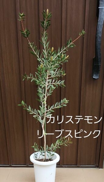 花芽付き　カリステモン　リーブスピンク　鉢植え　苗　ブラシの木　レア品種　庭木　