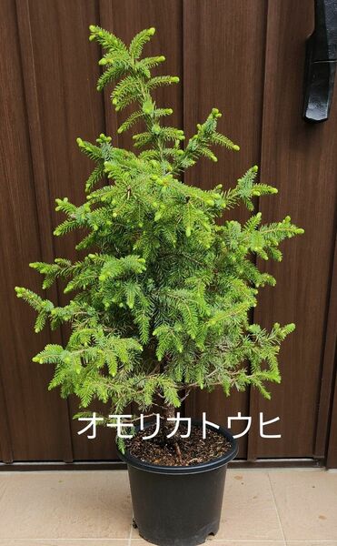 新緑が綺麗　オモリカトウヒ　ポット鉢植え　苗　レア品種　庭木　シンボルツリー　