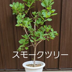 大きめ　スモークツリー　ケムリの木　鉢植え　苗木　　植木　庭木