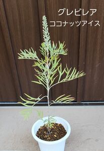 グレビレア　ココナッツアイス　鉢植え　苗　ネイティブフラワー　オージープランツ　花芽