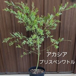 アカシア　ブリスベンワトル　鉢植え　ミモザ　苗　オージープランツ　植栽　ガーデニング