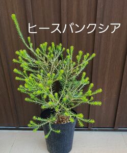 ヒースバンクシア　エリシフォリア　鉢植え　苗　ワイルドフラワー　オージープランツ　ドライガーデン　　ロックガーデン