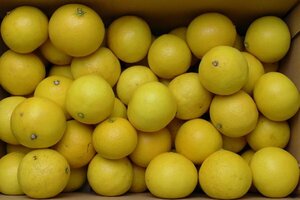 [ limitation 1 box ] Kochi prefecture mountain north production [ small summer ] 2S size small sphere approximately 5kg home use 1 jpy start 