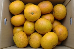 [ limitation 1 box ] Hiroshima prefecture production sun fruit ( new . summer ) home use approximately 10kg 2L size 1 jpy start 
