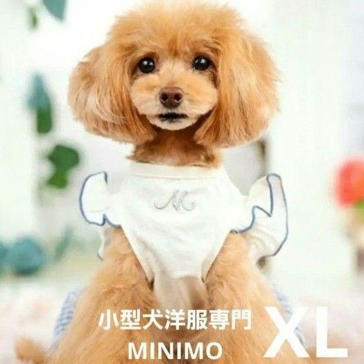 小型犬洋服専門MINIMO　犬服　ペットウェア　フリルストライプワンピース　XL